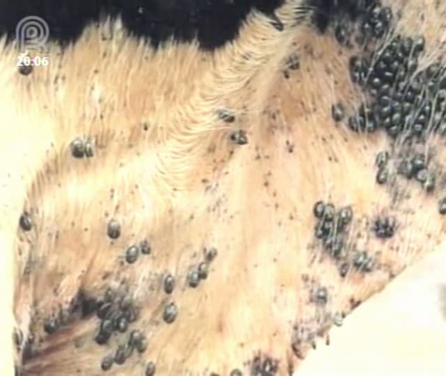 Dr. Pecuária: tristeza parasitária bovina