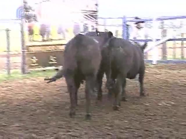 Remate Selo Racial abriu a transmissão dos remates de primavera no Rio Grande do Sul