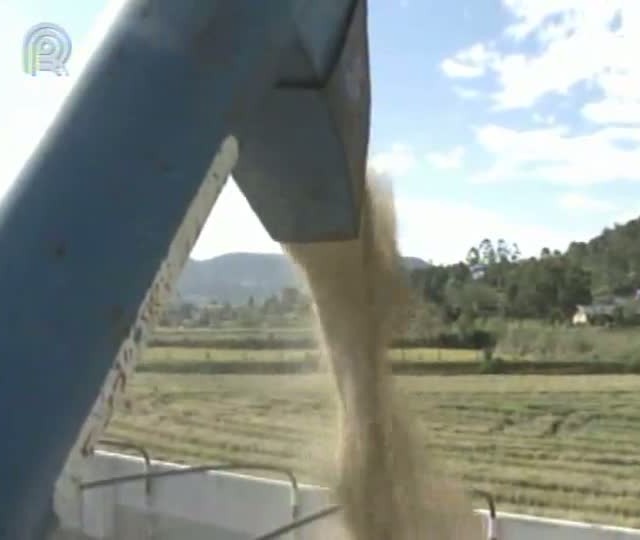 Cooperativismo em Notícia: produtores de arroz do Alto Vale do Itajaí (SC) chegam ao final da colheita e avaliam perdas