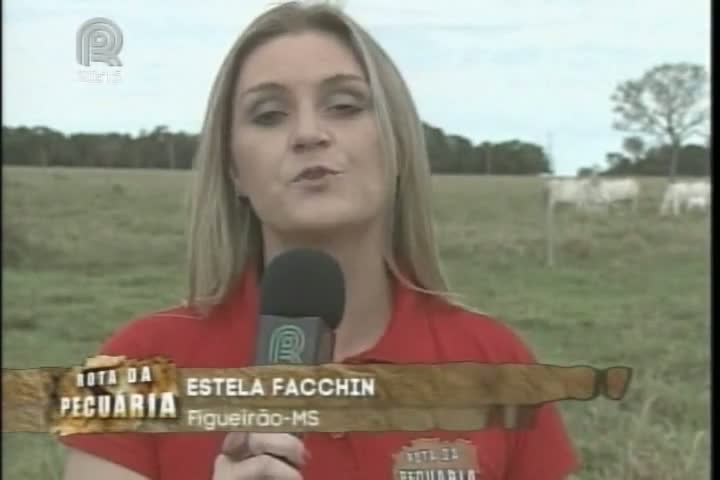 Equipe da Rota da Pecuária mostra exemplo de rotação de pastagens em Mato Grosso do Sul