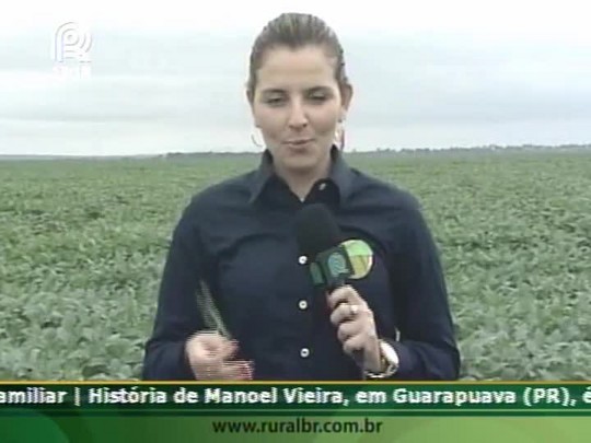 Falsa-medideira devora folhas de soja em Campos Lindos (TO)