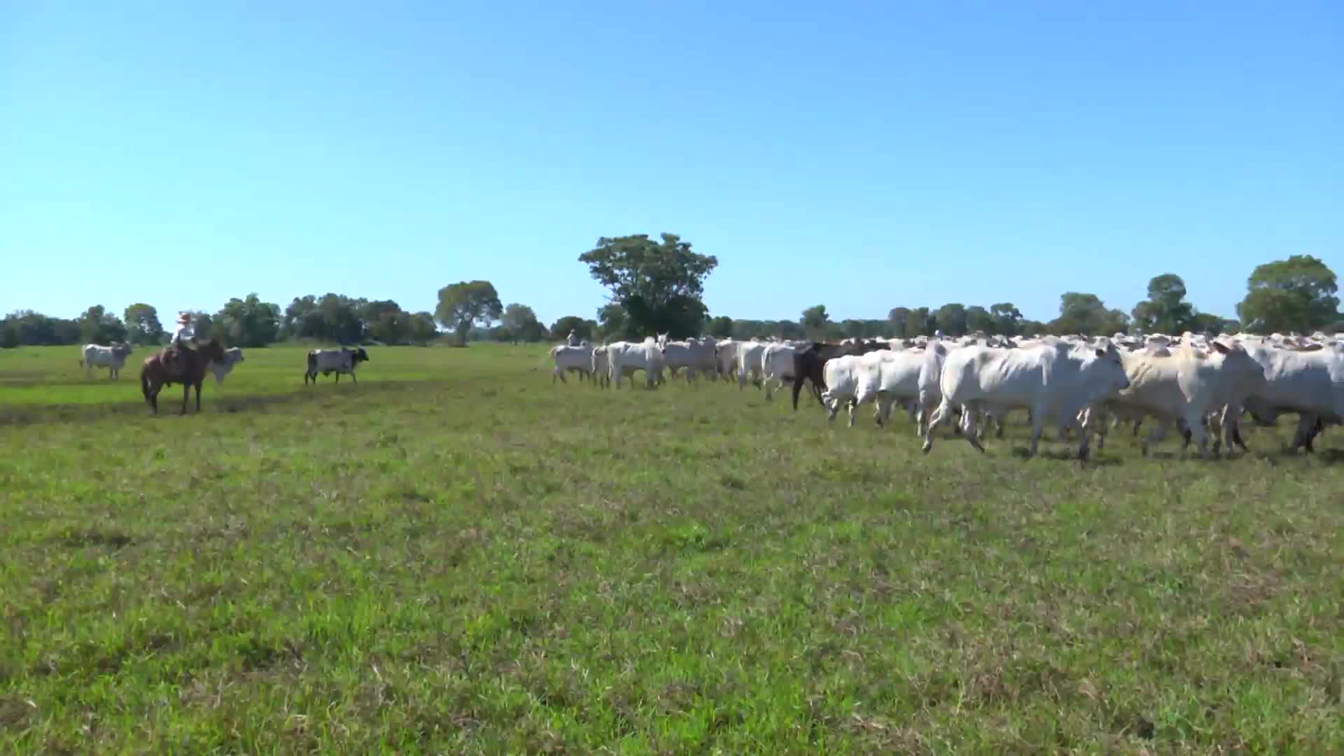 Parceiros do Campo- Ass.Novilho Precoce