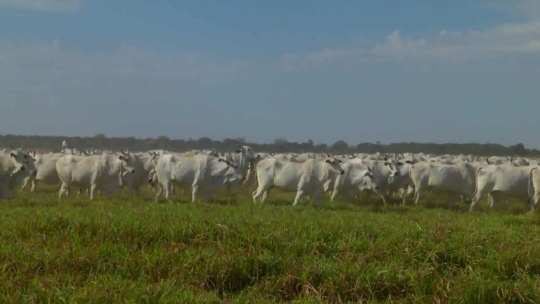 Parceiros do Campo- Barra do Garças – MT