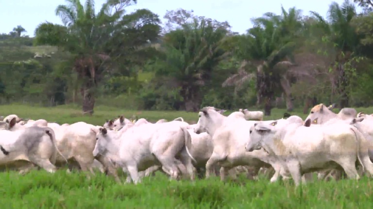 Parceiros do Campo – Jauru – MT