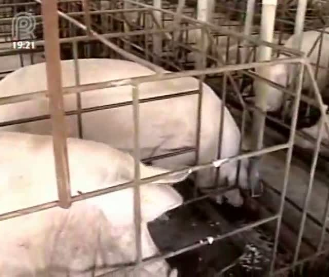 Seminário em Brasília (DF) discute o bem-estar animal
