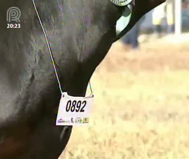 Expointer 2013 traz a participação de quase 500 animais da raça angus