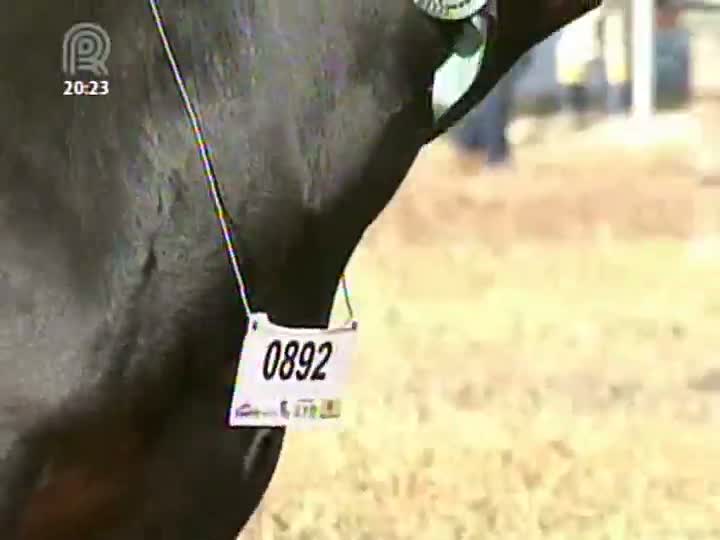 Expointer 2013 traz a participação de quase 500 animais da raça angus