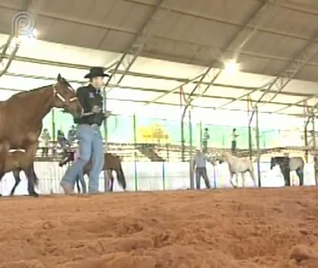 Prova de Conformação volta a ganhar destaque no Campeonato Nacional do quarto de milha