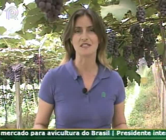 Cultivo orgânico de uva niágara