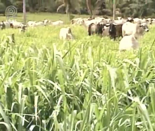 Projeto percorre 30 municípios de MT e discute os principais temas da cadeia produtiva da pecuária
