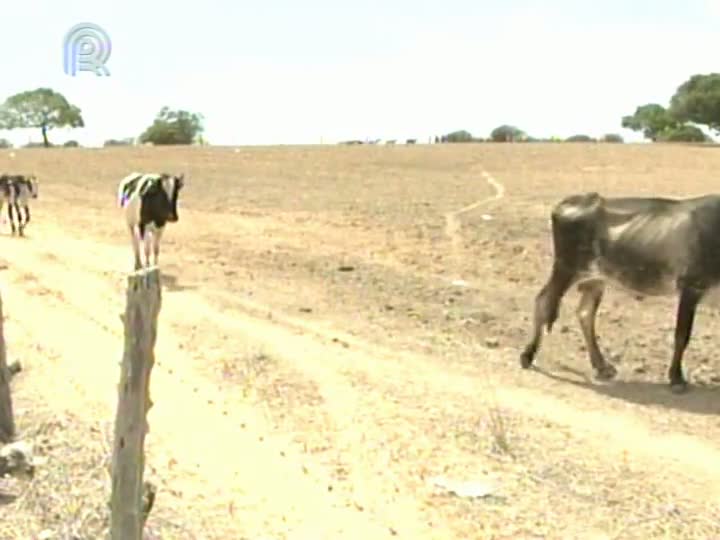 Governo federal desenvolve programas de fomento à produção de palma forrageira e mudas de mandioca para garantir a alimentação dos rebanhos