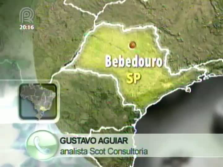 Analista da Scot Consultoria fala sobre o mercado de boi gordo