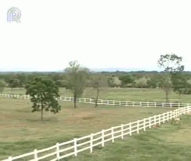 Mangalarga Marchador TV mostra participação da raça em festivais no exterior - Parte 2