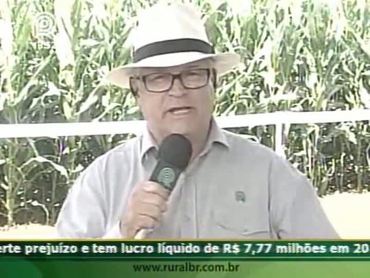 Palha de arroz pode ajudar o produtor