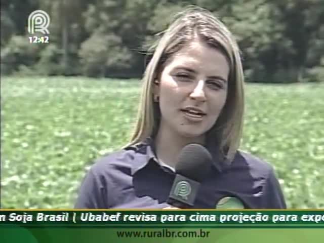 Soja se desenvolve bem em Naviraí, no Mato grosso do Sul