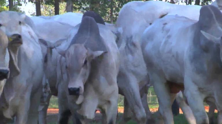 Parceiros do Campo – Guararapes – SP