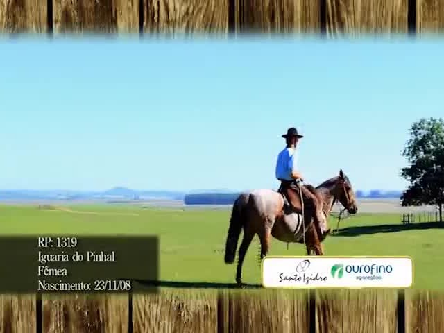 Leilão de Cavalos Crioulos 5º Potraço