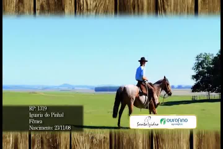 Leilão de Cavalos Crioulos 5º Potraço