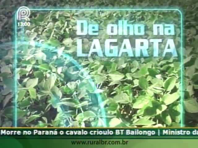 Produtores de Brasília estão conseguindo controlar helicoverpa com inseticidas