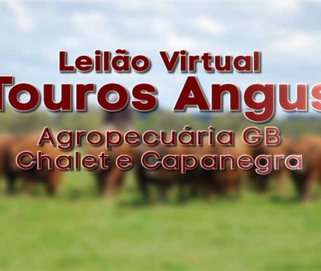 Leilão Virtual Touros Angus Agropecuária GB, Chalet Agropecuária e Cabanha Capanegra