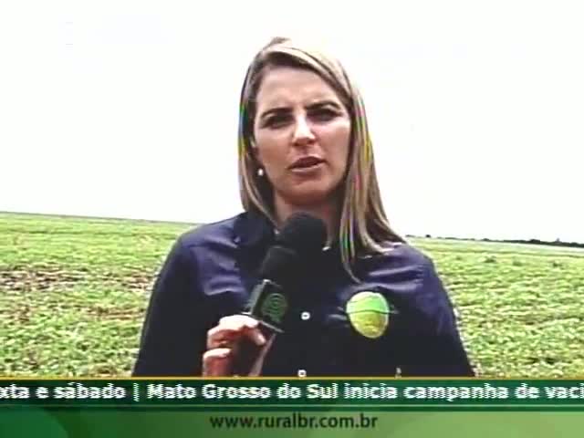 Preço baixo da saca de milho em Tapurah (MT) desencoraja plantio na safrinha