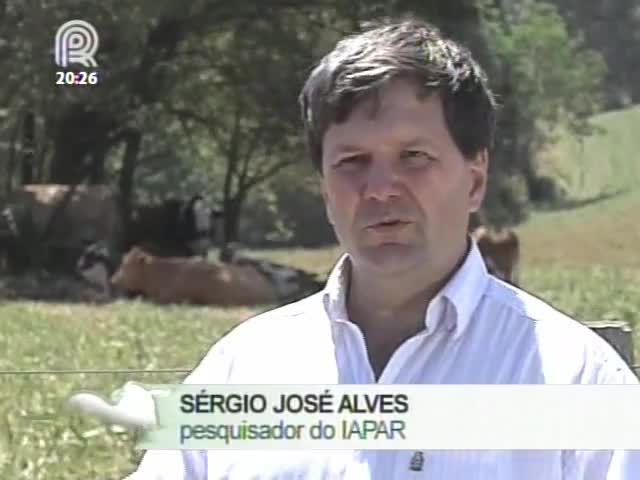 Dica ILPF: Pesquisador do Iapar fala sobre a importância da sombra