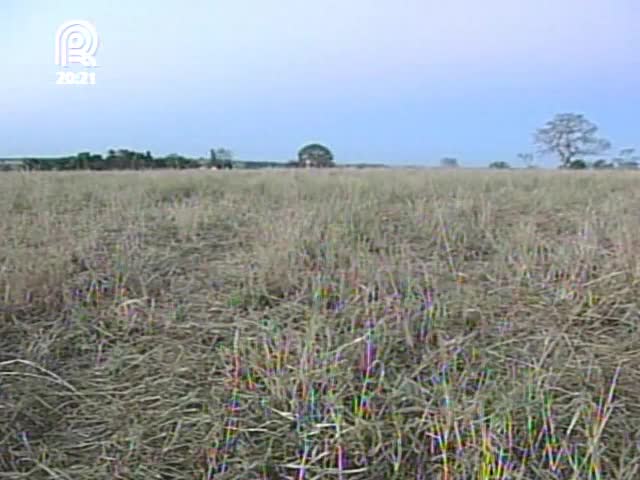 Jornal da Pecuária exibe nova série: Campo Sob Medida