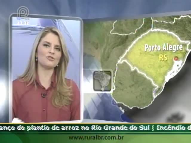 Rio Grande do Sul espera por boa produção de trigo