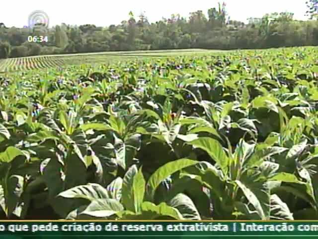 Técnica Rural fala sobre cultura do tabaco