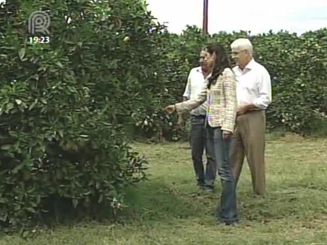 Produtores de laranja de São Paulo apostam nas vendas online da fruta