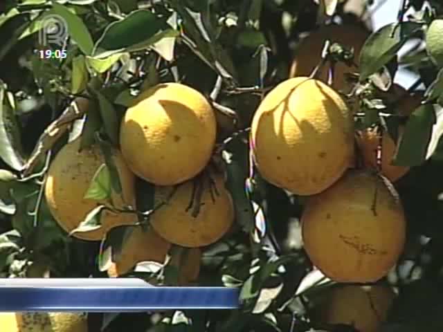 Produtores de laranja não receberam subvenções da Conab