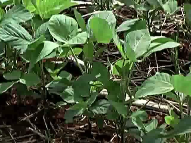 Momento Soja - Alternativas de cultivares
