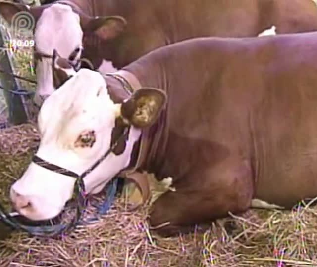 Associação do Hereford e Braford aproveita a Expointer para divulgar as vantagens dos cruzamentos com as raças