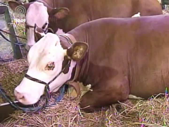 Associação do Hereford e Braford aproveita a Expointer para divulgar as vantagens dos cruzamentos com as raças