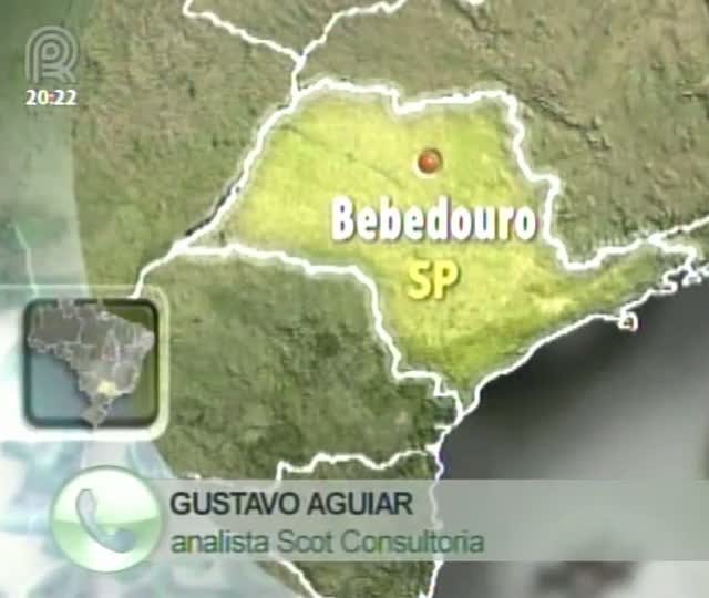 Analista da Scot Consultoria fala sobre o mercado de boi gordo