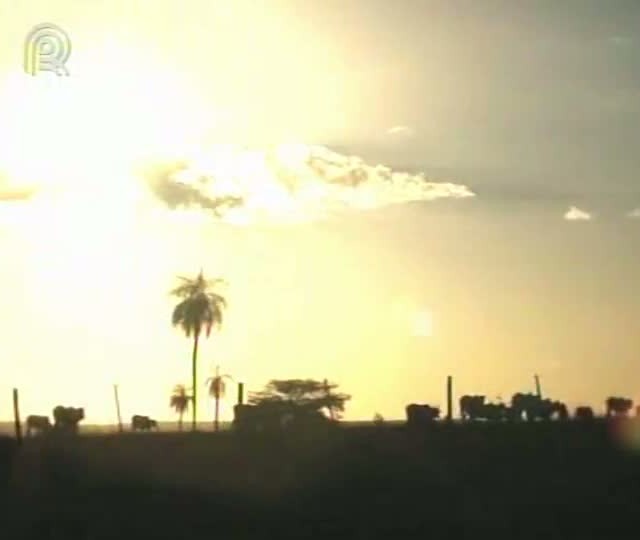 Exemplos de pastejo rotacionado