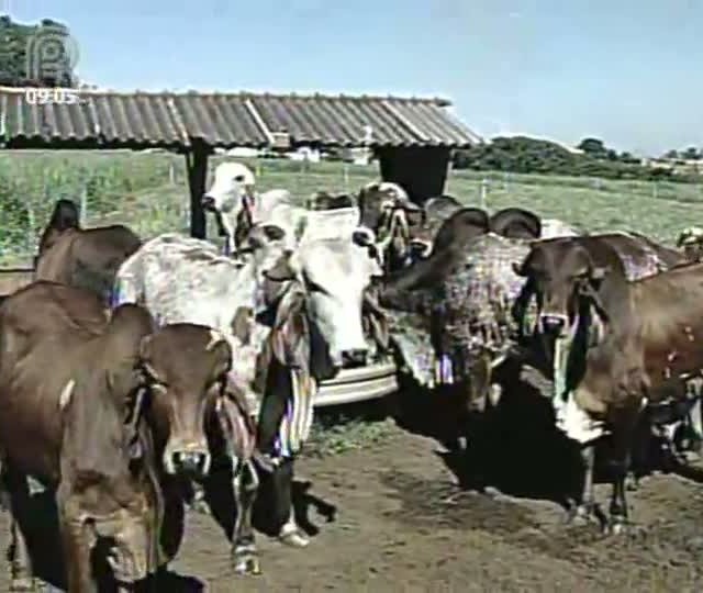 11ª Aula Agrocurso Manejo de Bovinos