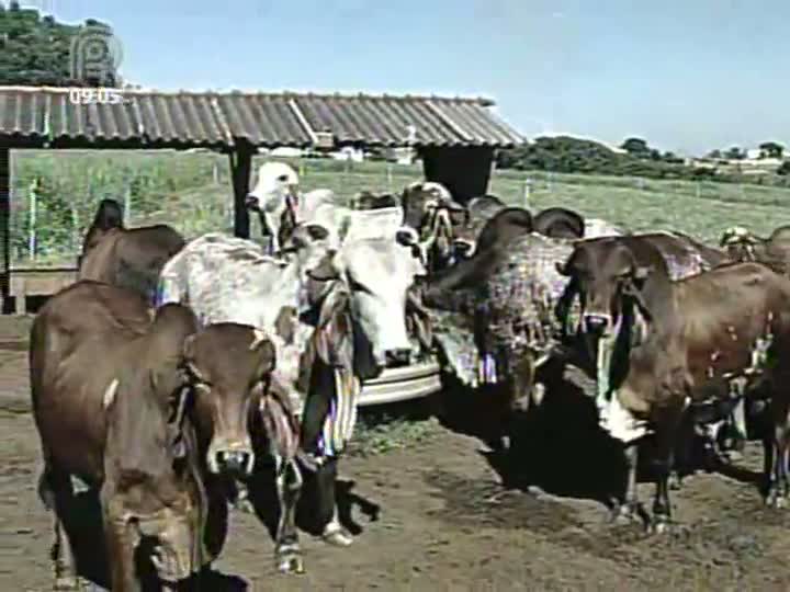 11ª Aula Agrocurso Manejo de Bovinos