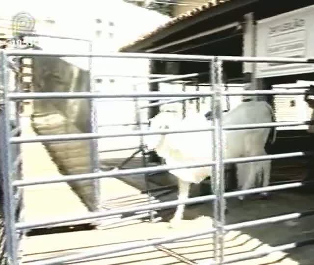 Expogenética mostra a eficiência alimentar, seleção genômica e programas de melhoramento genético
