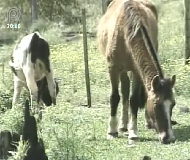 Raiva herbívora mata quatro mil animais no Rio Grande do Sul