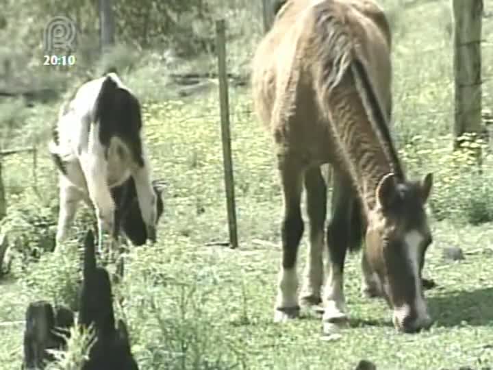 Raiva herbívora mata quatro mil animais no Rio Grande do Sul