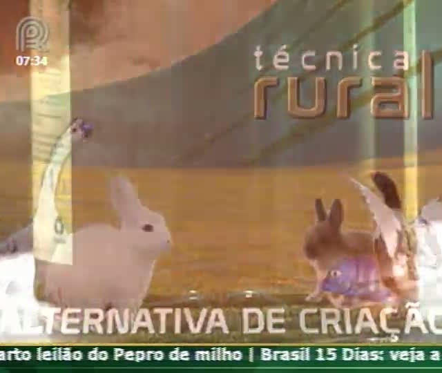 Técnica Rural - Abelhas Rainhas