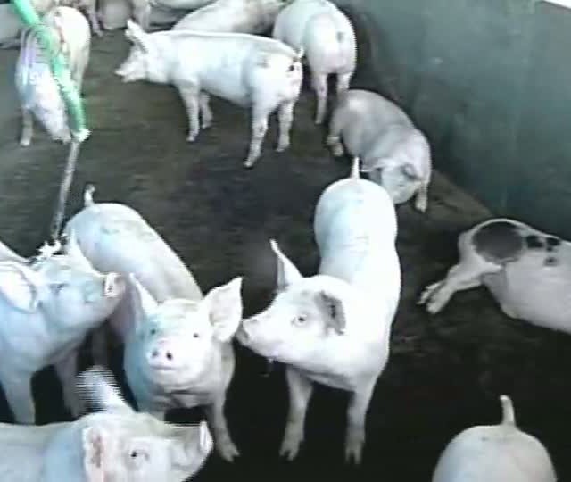 Crise que afeta produtores de suínos e aves no Triângulo Mineiro é considerada uma das piores do setor