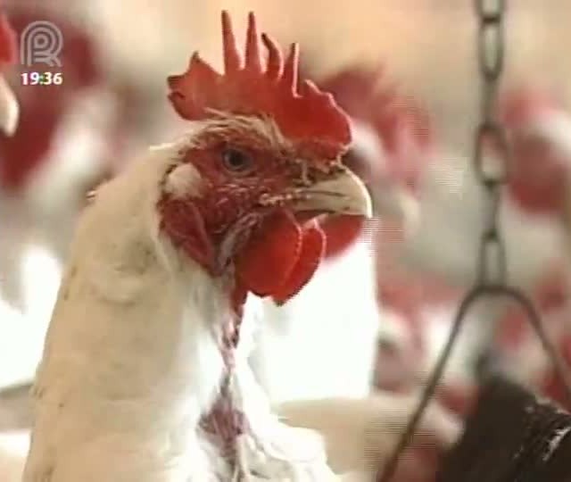Poder de compra de avicultores de São Paulo e do oeste do Paraná aumenta em julho