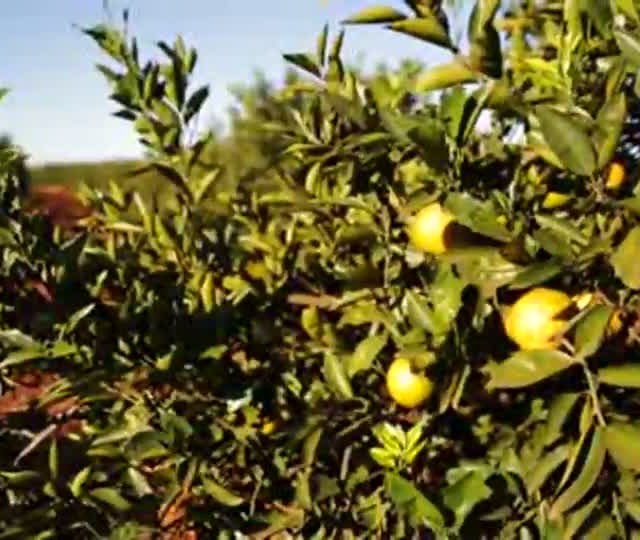Ases: conheça os benefícios da aviação agrícola para a lavoura
