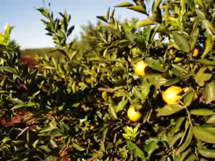 Ases: conheça os benefícios da aviação agrícola para a lavoura