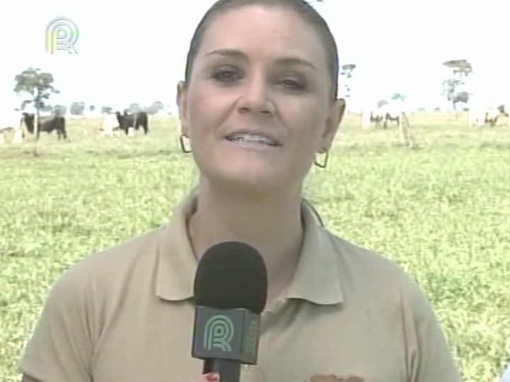 Rota da Pecuária: Semiconfinamento no Mato Grosso do Sul