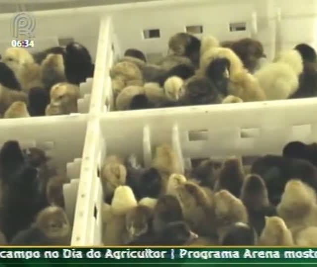 Técnica Rural - Pintinhos de Um Dia