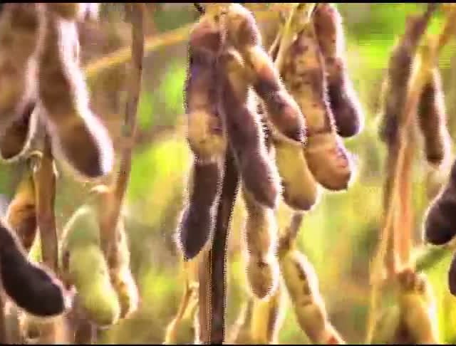 Momento Soja - Inoculação