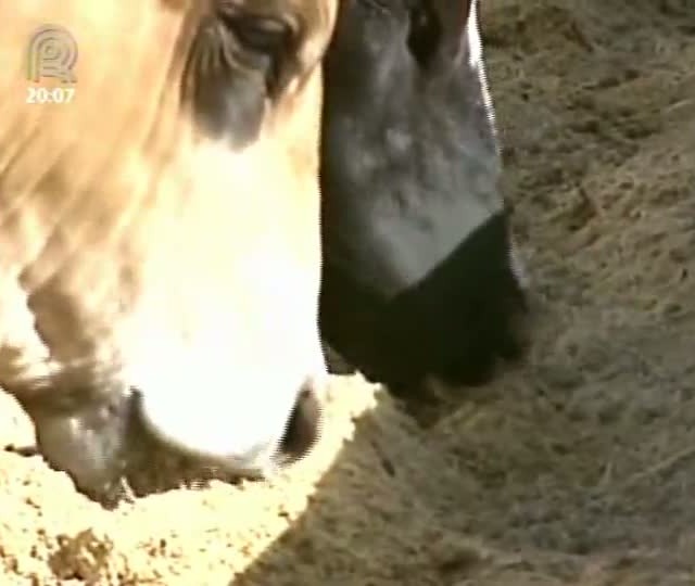 Rota da Pecuária realizou o último dia de campo em Barretos (SP)